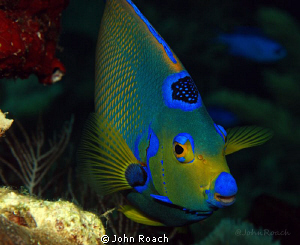"Little Queenie" from Utila, Honduras. ( Holacanthus Cili... by John Roach 